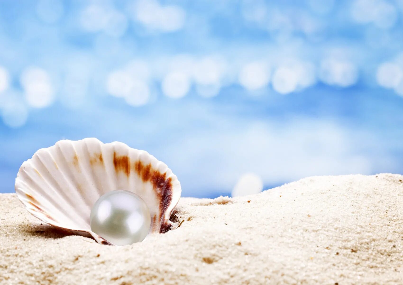 Жемчужина в раковине в море. Seashell Oyster Pearl, Жемчужная раковина,. Красивые морские раковины. Inci taneleri 5 bölüm full