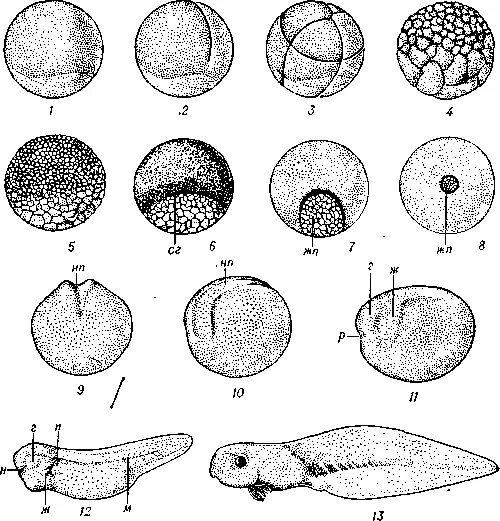 Развитие эмбриона рыбы. Форма развития зародыша у рыб. Стадии развития рыбы. Стадии развития эмбриона кролика. Стадии развития костной рыбы.