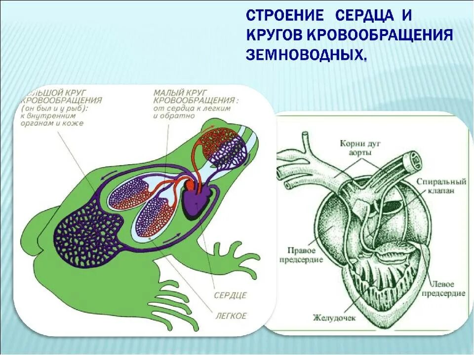 Камеры сердца амфибий. Земноводные строение сердца. сердце земноводных круги кровообращения. кровеносная система земноводных сердце. круги кровообращения земноводные строение.