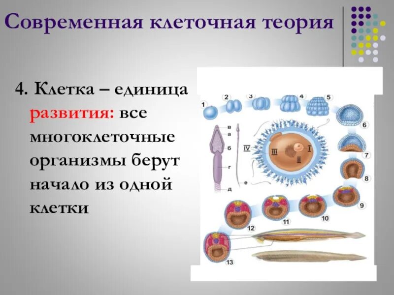 10 теорий биологии