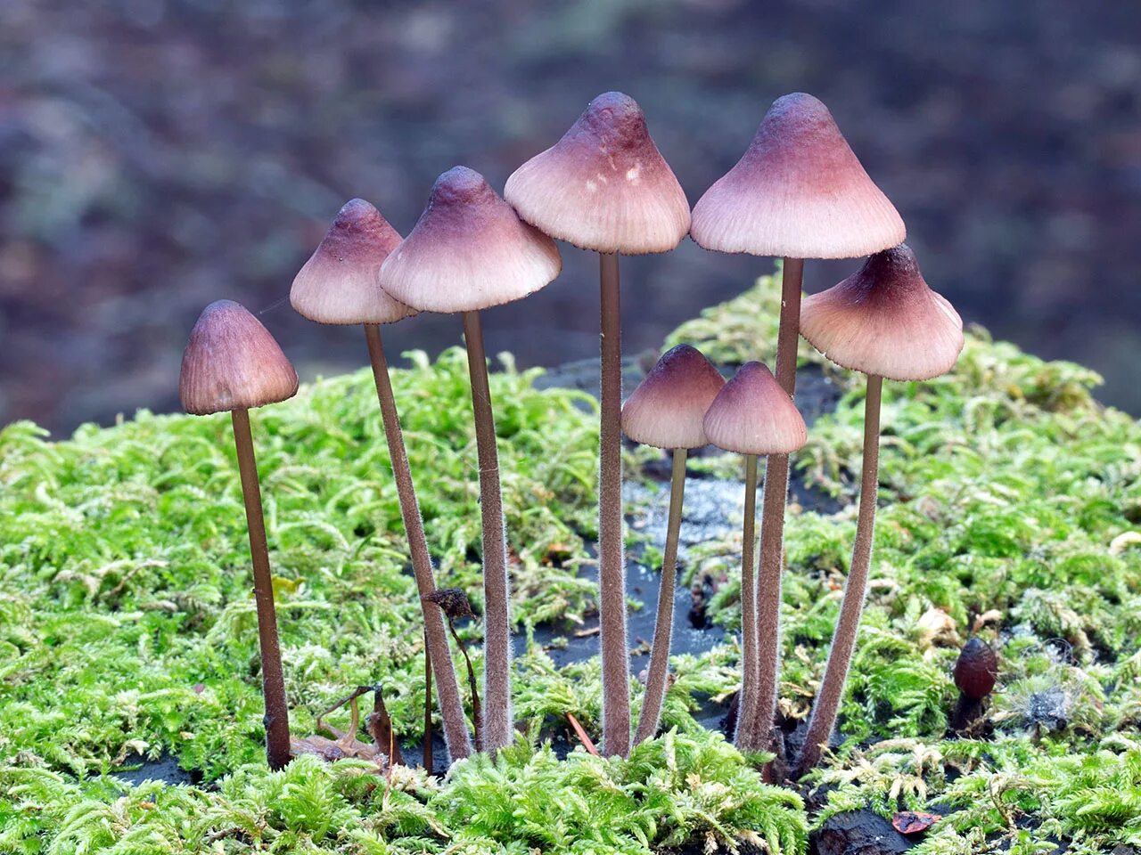 Мицена. Мицена mycena. mycena purpureofusca. мицена гриб. мицена обыкновенная.