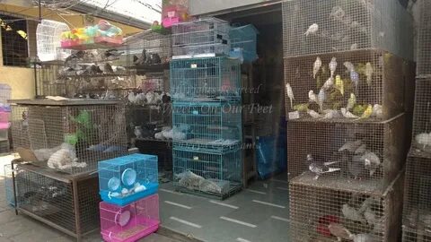 There was a pet shop there