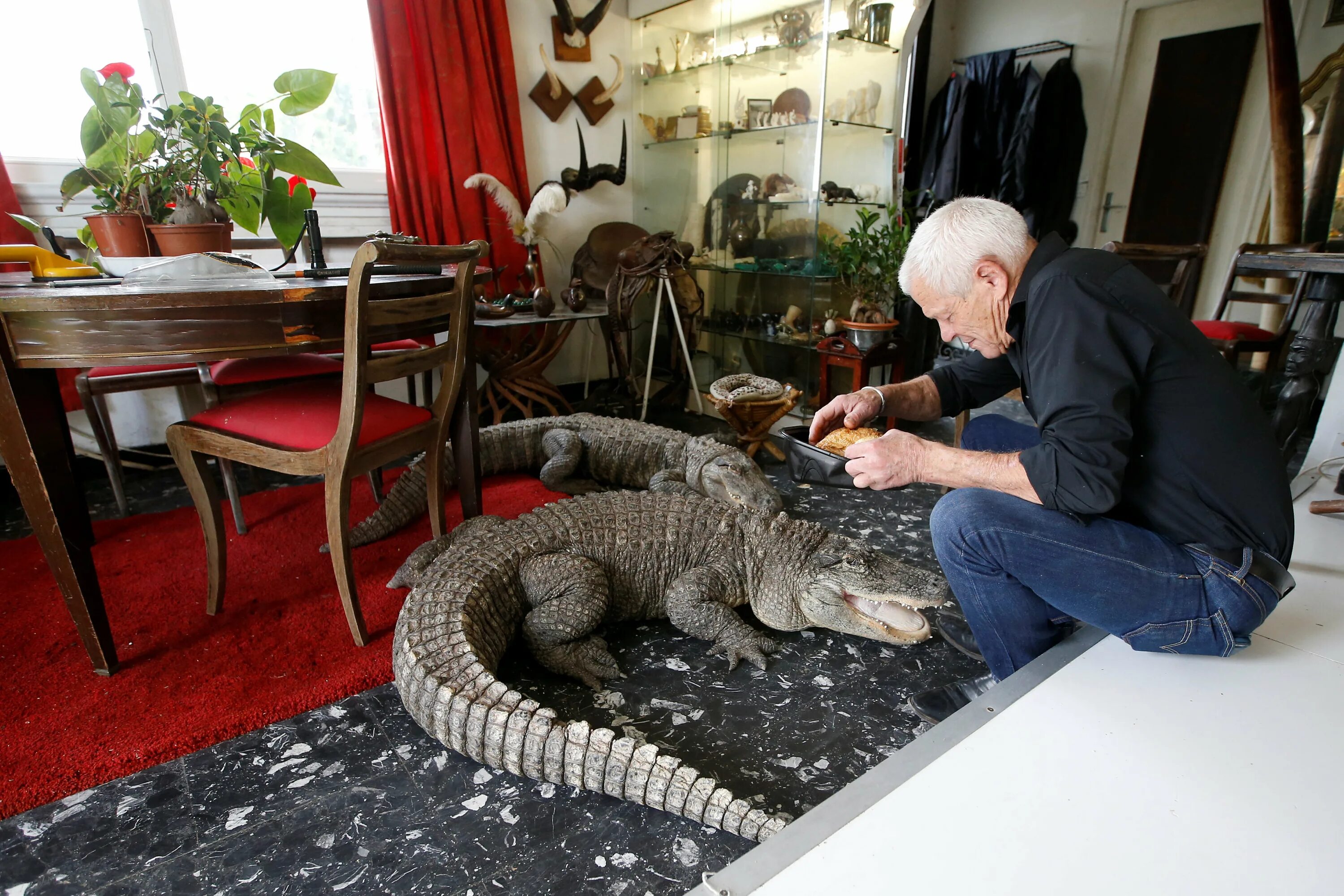 Дом живое существо. Крокодил в квартире. Домашние крокодилы. Домашний Аллигатор. Домашний крокодил большой.