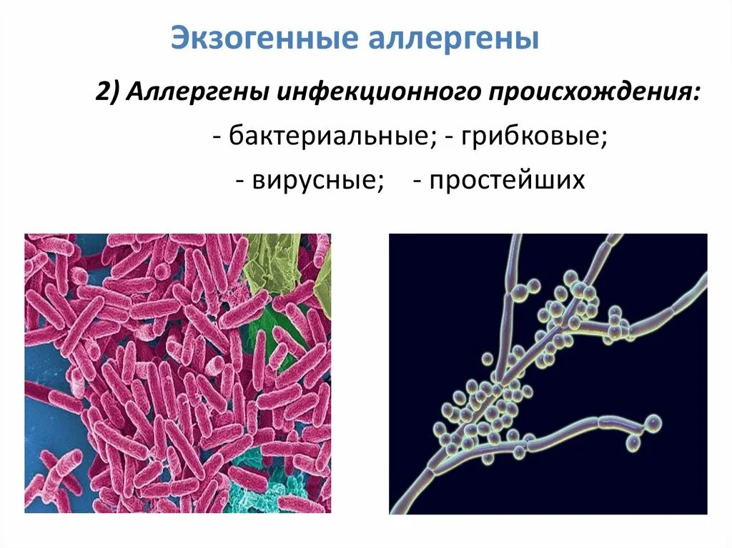 Экзогенные антигены. Эндогенные аллергены. Экзогенные аллергены. Экзогенные и эндогенные аллергены. Аллергены инфекционного происхождения.