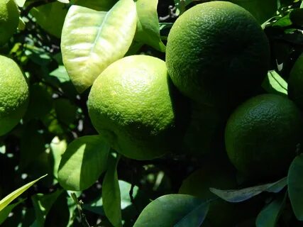 Green fruit