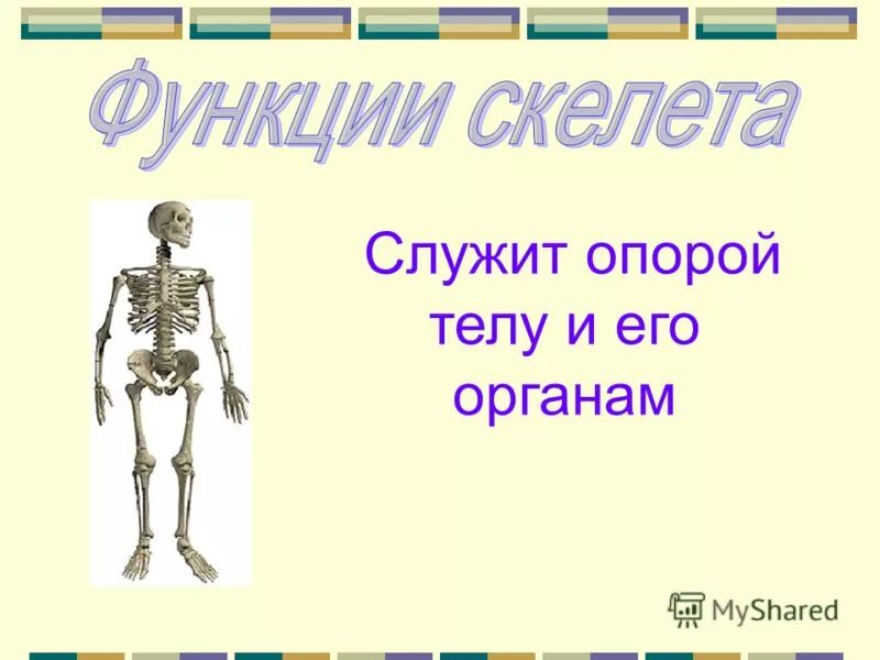 Без какого органа невозможно было бы видеть слышать ощущать. Что является опорой тела человека ответ. Что является опорой тела человека ответ. Без какого органа невозможно видеть слышать ощущать запахи и вкус. Части скелета.