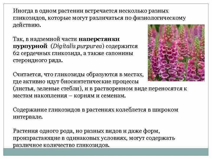Группа выбирает несколько растений. Растения содержащие гликозиды. травы содержащие сердечные гликозиды. роль сердечных гликозидов в жизни растений. сердечные гликозиды растения список.