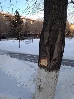Снег ломает деревья