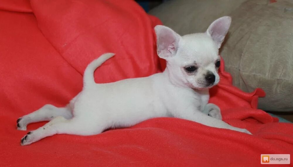 Чихуахуа белая. Чихуахуа белая гладкошерстная. Щенки хуа чихуахуа. Мини чихуахуа белые. Мини чихуахуа белые.