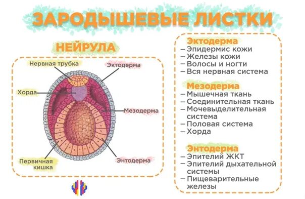 Эпидермис кожи мезодерма