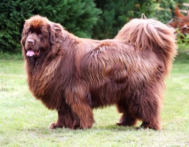 датский дог зевс. порода собак испанский мастиф. названия самых крупных собак. сенбернар райттес бренди беар. тибетский мастиф.