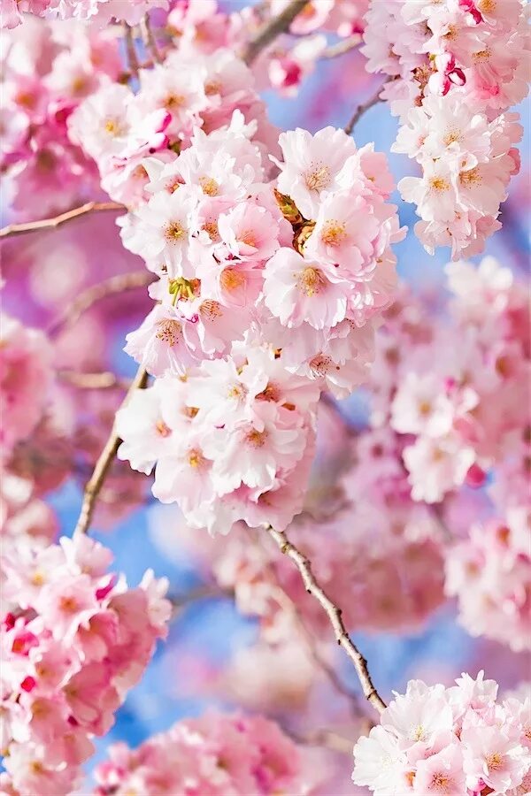 Весенние цветы на телефон вертикальные. Цветы Сакуры. Цветы вертикальные.