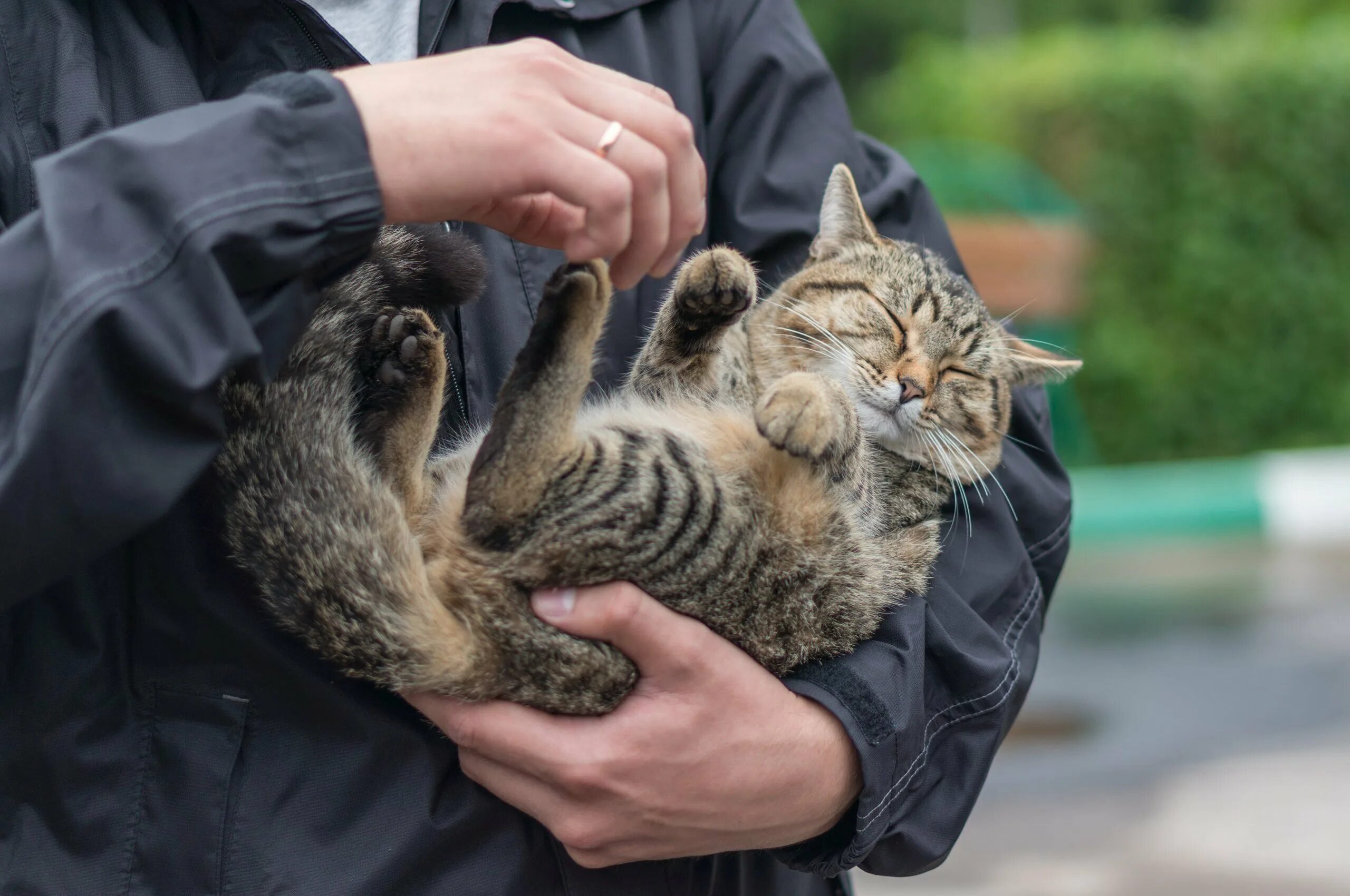 Подобрала кошку улицы. Кошка на руках. Котенок на руках. Rjhl YF herf[. Кошечка в мужских руках.