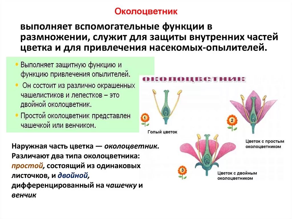 Какой околоцветник изображен на рисунке. Цветок с двойным околоцветником биология 6. Функция околоцветника у цветка. Околоцветник это в биологии 6. Цветок с простым околоцветником биология 6.