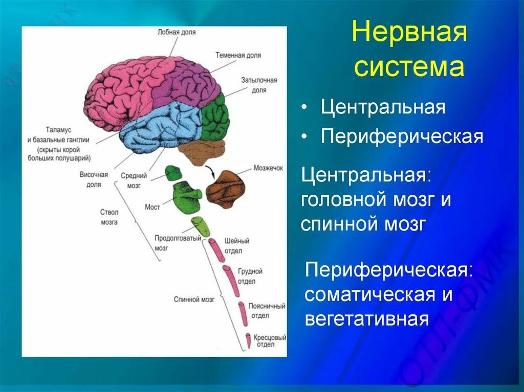 Нервная система отделы головного мозга. Центральная нервная система головной мозг. Базальные отделы головного мозга. Базальных ганглиев головного мозга[. Отдел головного мозга включающий кору