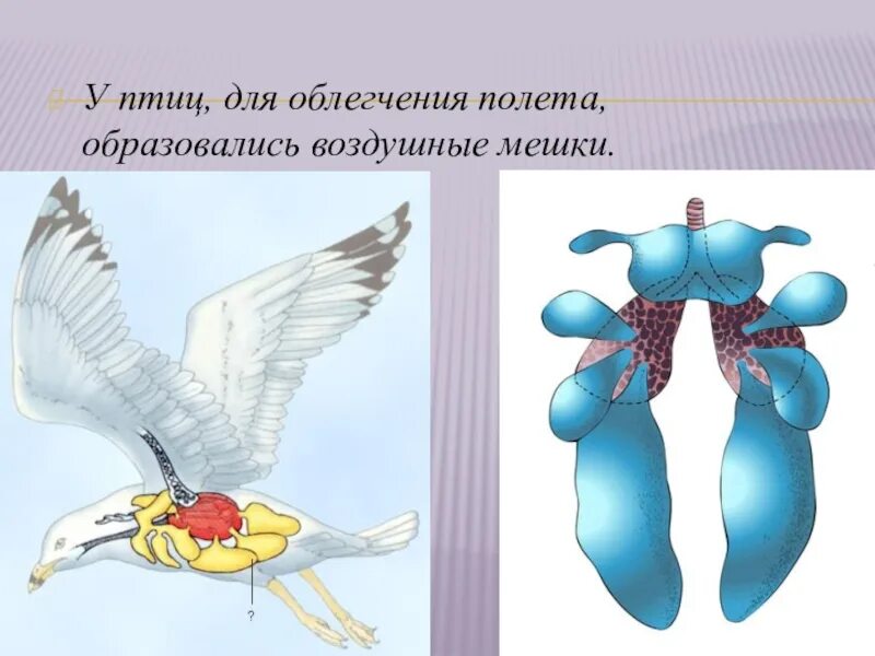 Воздушные мешки у птиц функция. Воздушные мешки у птиц. Легочные мешки у птиц. Воздушные мешки у птиц расположены. Легкие птиц.