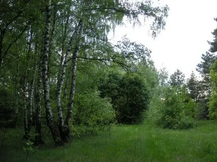 Лесами белгород