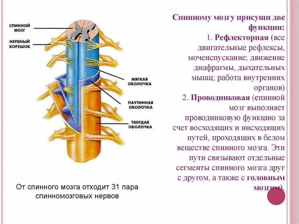 Вещество спинного мозга выполняющие проводниковую функцию. Спинной мозг строение и функции анатомия. Строение нервной системы.спинной мозг 8. Строение и функции спинного мозга мозга. Строение спинного мозга биология.