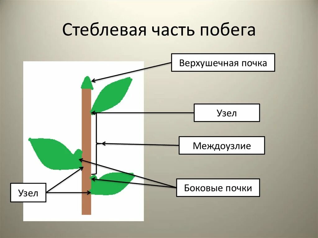 Назовите части побегов. Строение побега фикуса. Части побега. Схема строения побега. Стеблевая часть побега.