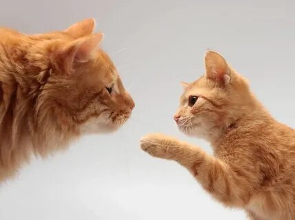 Котята становятся сильнее