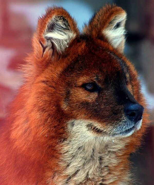 Ред вольф. Красный горный волк. Тянь-Шанский красный волк. Красный волк (буанзу). Моголлонский горный волк.