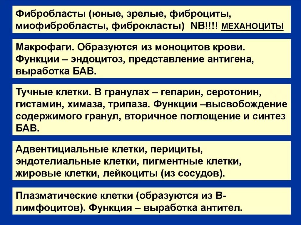 Фибробласты функции. Фибропласт функции. фиброциты функции. основная функция фибробластов.