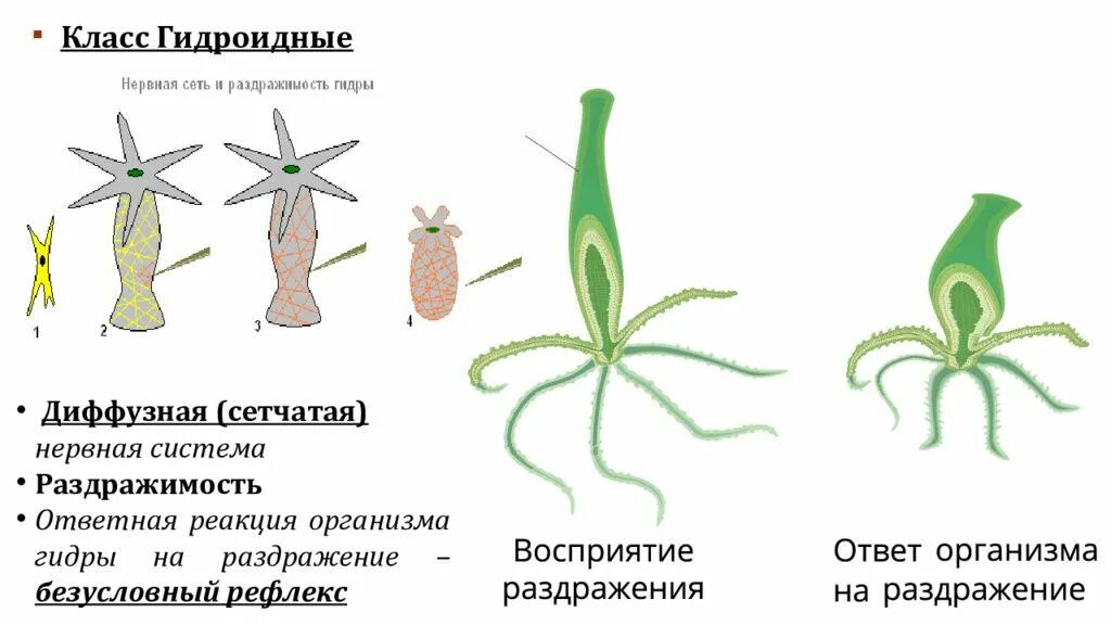 Гидра нервная система диффузного типа. Диффузная система гидры. Сетчатая нервная система гидры. Раздражимость гидроидных. Радиальная симметрия диффузная нервная система анаэробное