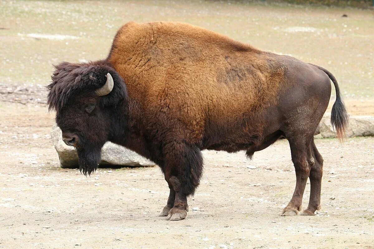 Bison Bison athabascae. Бык Бизон буйвол ЗУБР. Бизоны в Северной Америке. Лесной Бизон (в Канаде) (Bison Bison athabascae). Бизон водится