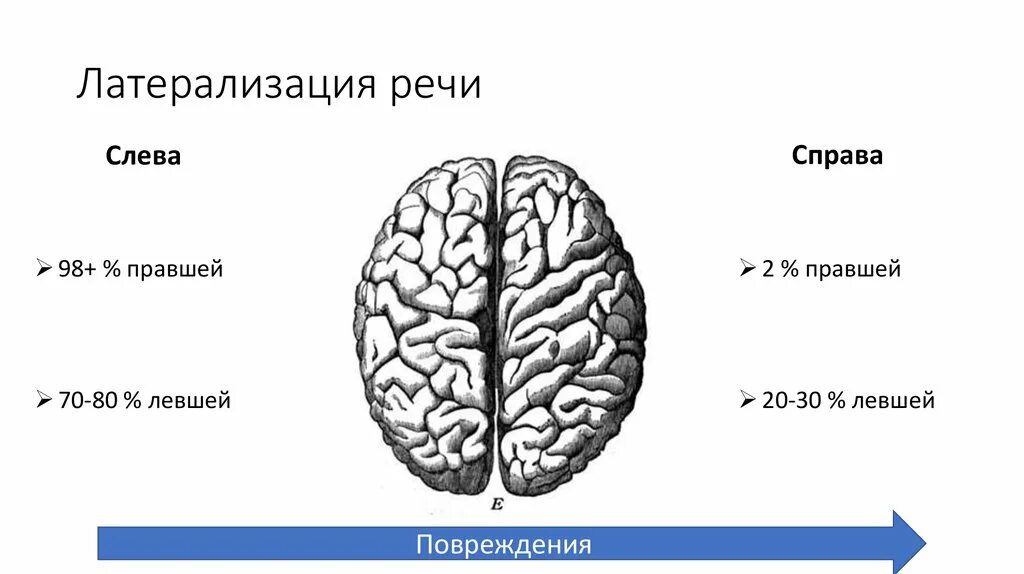 Латерализация это. Латерализация полушарий мозга. латерализация речи. латерализация функций головного мозга.