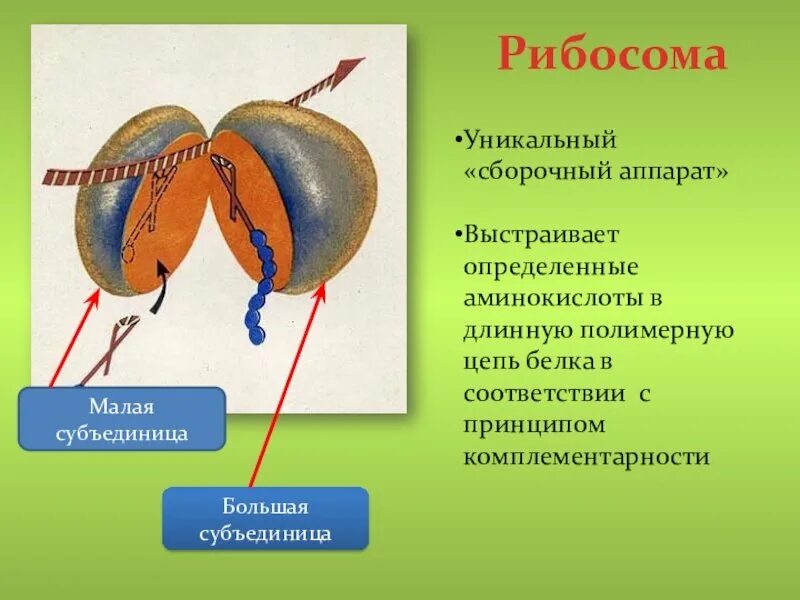 Строение субъединица рибосомы. Малая субъединица рибосомы. Малая субъединица рибосомы. Малая субъединица рибосомы. Большая и малая субъединицы рибосом.