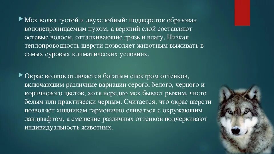 Серый волк краткое содержание. Доклад про волка. Волк для презентации. Сообщение о волке. Волк кратко.