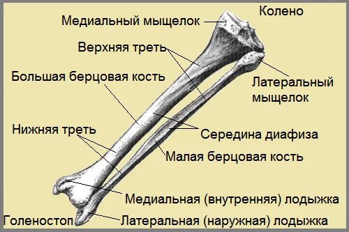 Закрытый перелом костей голени мкб
