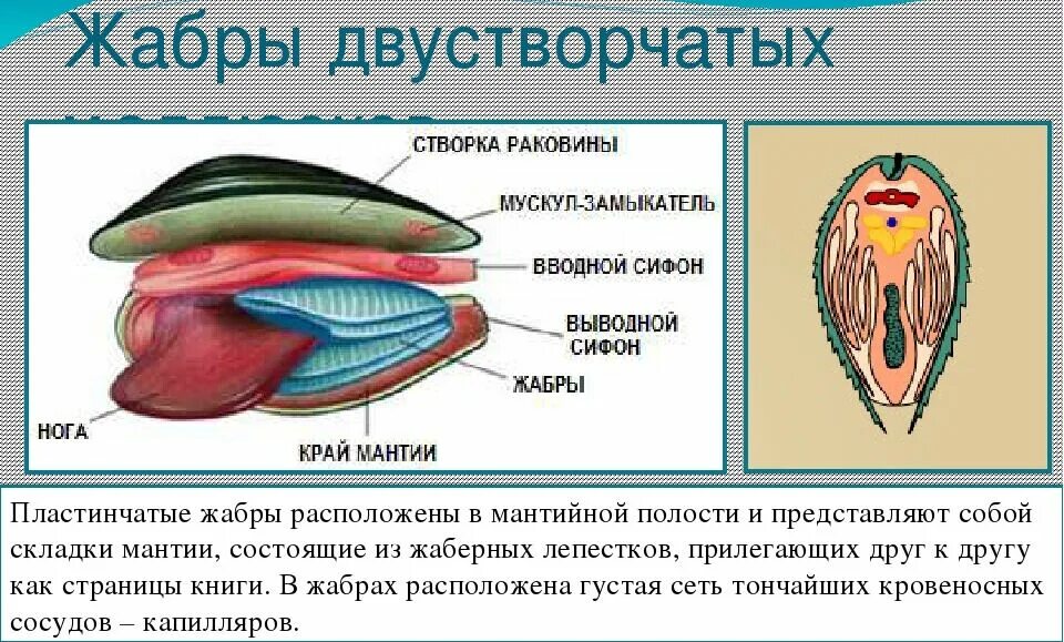Кровеносная система малого прудовика. Строение кровеносной системы брюхоногих моллюсков. Кровеносная система двустворчатых моллюсков 7 класс. Дыхательная и кровеносная система двустворчатых моллюсков. Строение сердца двустворчатых моллюсков.