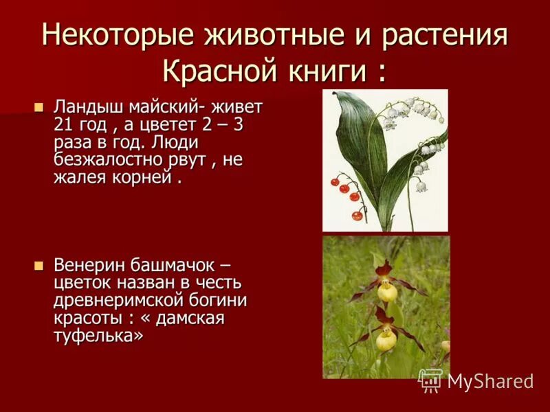 Любое растение из красной книги. Растения красной книги России 3 класс. 2 Растения из красной книги. Растения которые занесены в красную книгу. Информация о растениях из красной книги.