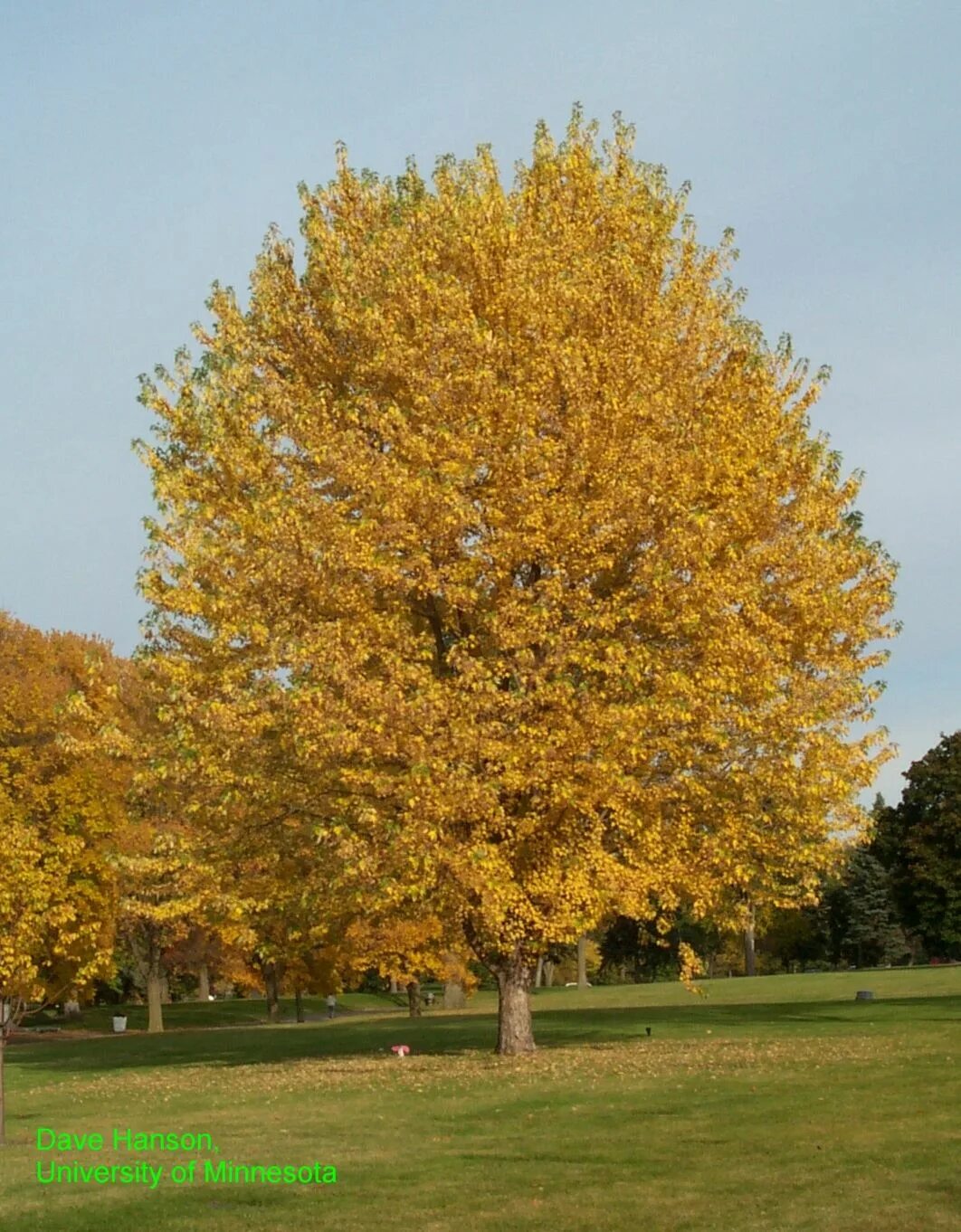 Queen trees