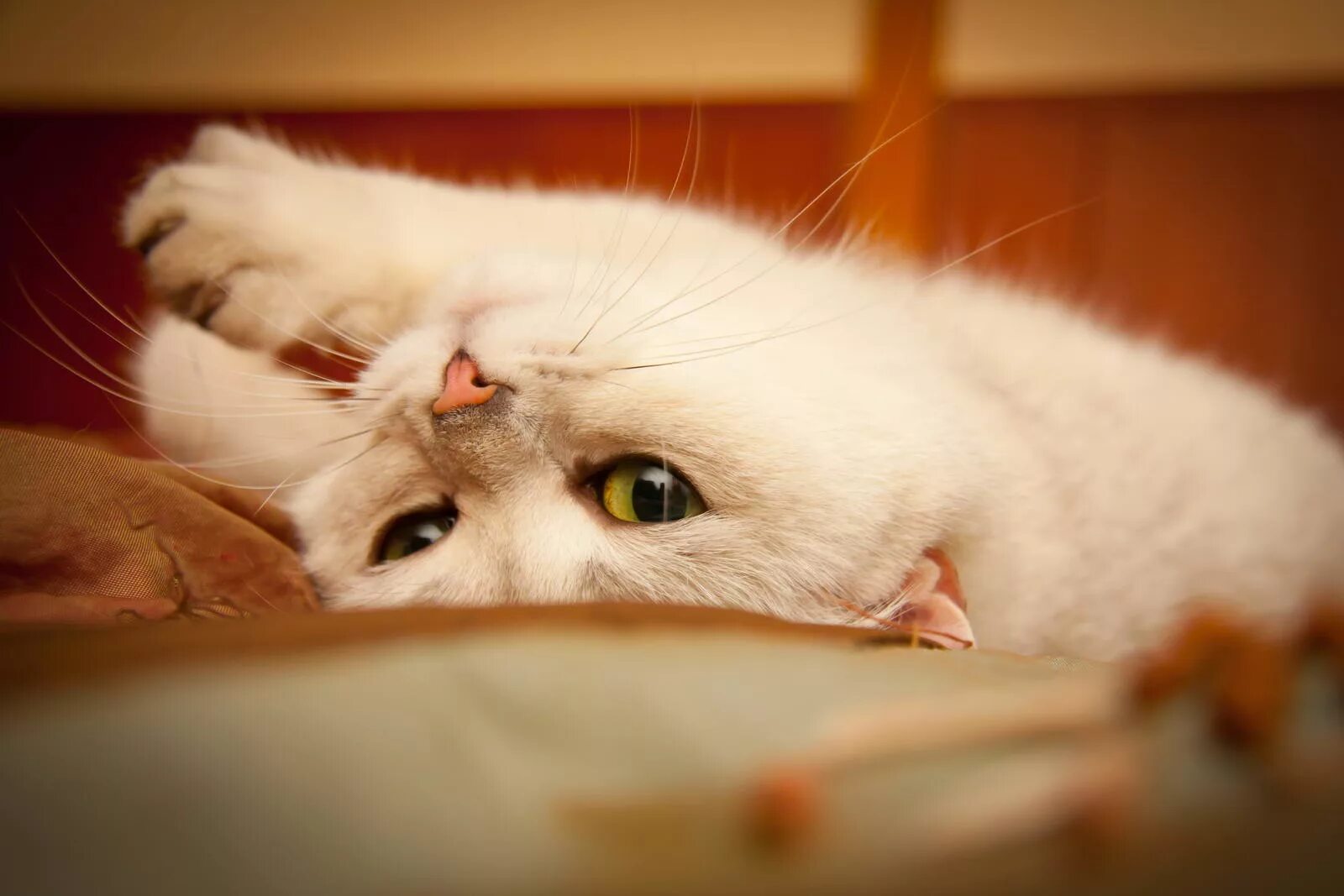 Первые течки у кошки