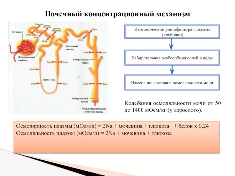 Процесс реабсорбции первичной мочи