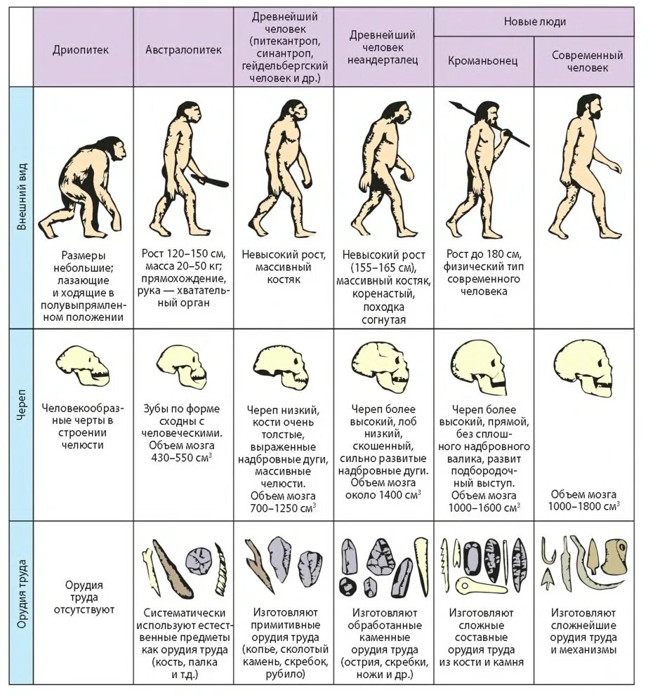 Схема эволюции человека 5 класс биология. Таблица Эволюция человека стадия эволюции человека. Этапы развития человека австралопитек. Этапы развития человека биология схема. Последовательность появления человека