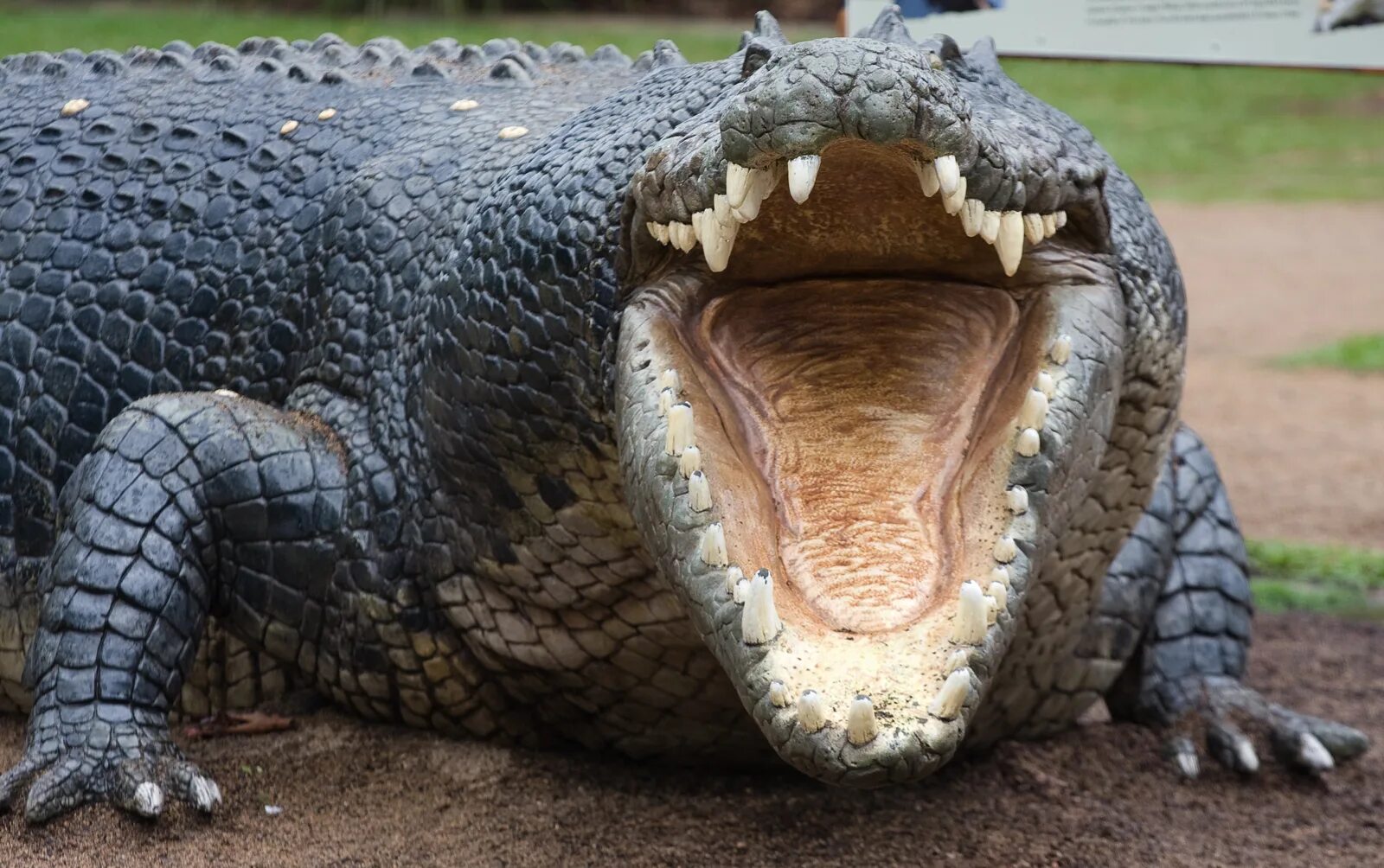 Большая крокодила где послушать. Пасть крокодила. Крокодил с открытой пастью. Крокодил с ра крытой пастью. Аллигатор с открытой пастью.