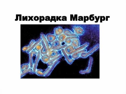Вирус марбург
