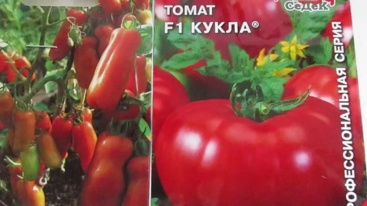 Урожайность томата кукла. Помидоры сорт жигало. Сорт томатов жигало. Семена томат жиголо. Семена помидор жигало.