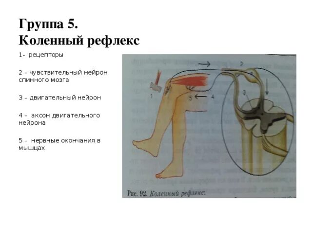 Чувствительное коленного рефлекса. Схема рефлекторной дуги коленного рефлекса. Коленный рефлекс физиология. Аксон двигательного нейрона коленного рефлекса. Структура коленного рефлекса.