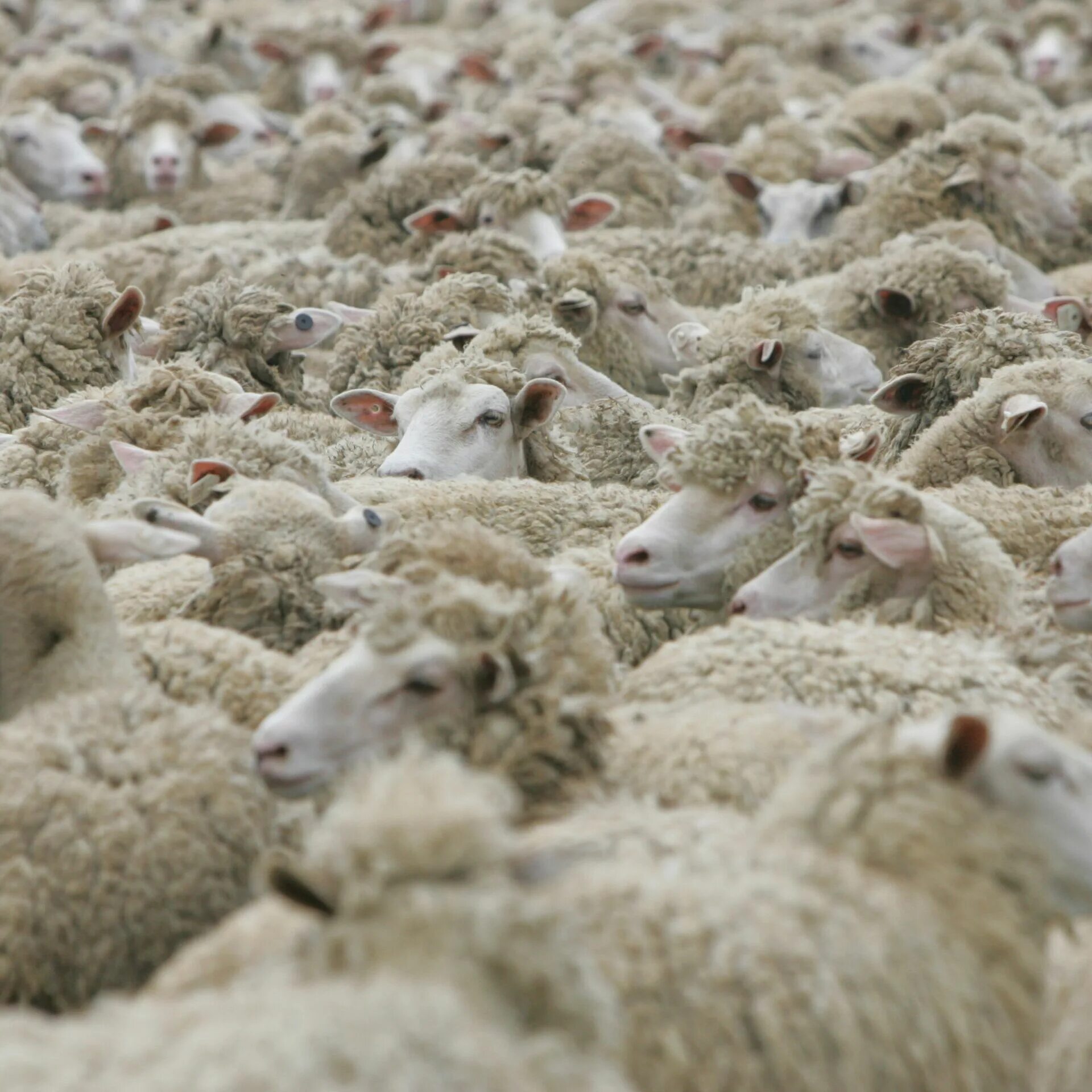 Овцы разных цветов. Стадо овец на дороге. Овечки на дороге. 11 овец. Мериносовая шерсть австралийской овцы нижнее белье.