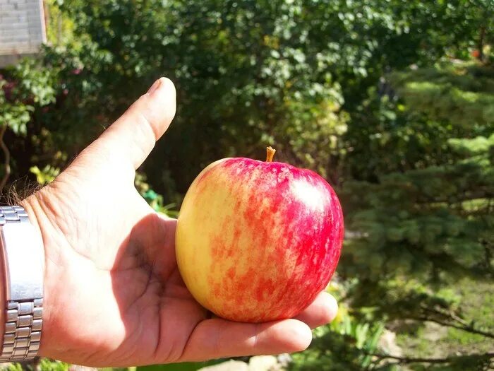 Орловское полосатое яблоня описание. Яблоня Орловское полосатое. Сорт яблок Орловское полосатое. Орловский полосатый сорт яблони. Я Блоня опловское полосатое.