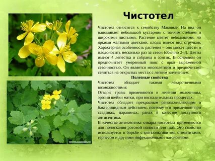 Лечебные свойства чистотела и противопоказания