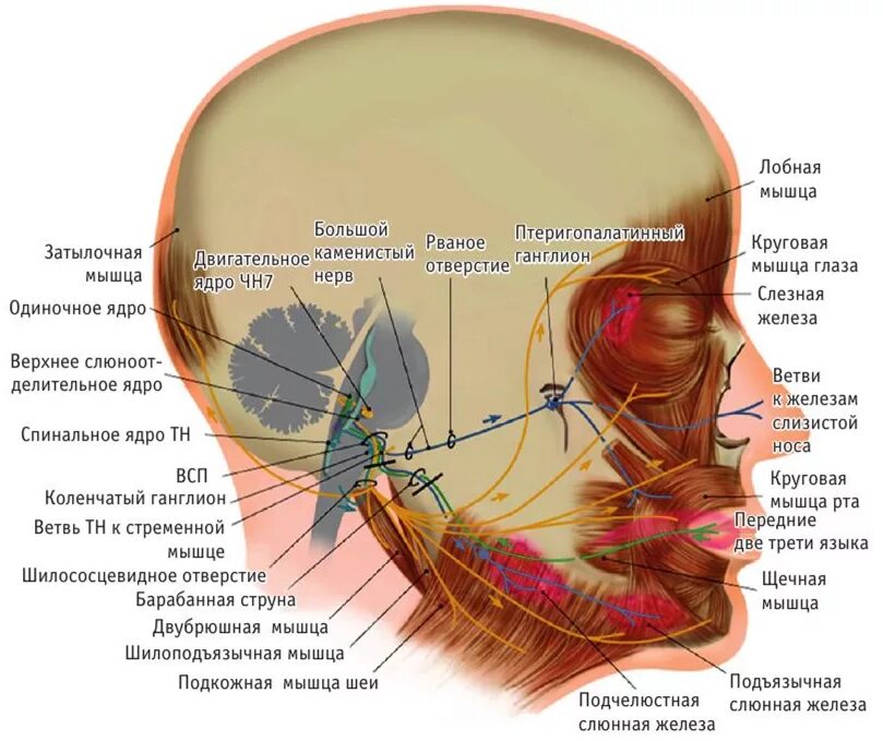 Нервы лицевой области. Затылочный нерв анатомия схема. Тройничный нерв атлас. Тройничный нерв анатомия мозг. Надглазничный нерв анатомия.