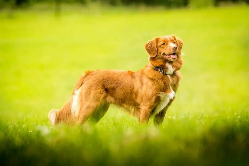 Собака новошотландский ретривер. Новошотландский лабрадор-ретривер (толлер). Новошотландский утиный ретривер. Толлеры собаки. Толлер это.