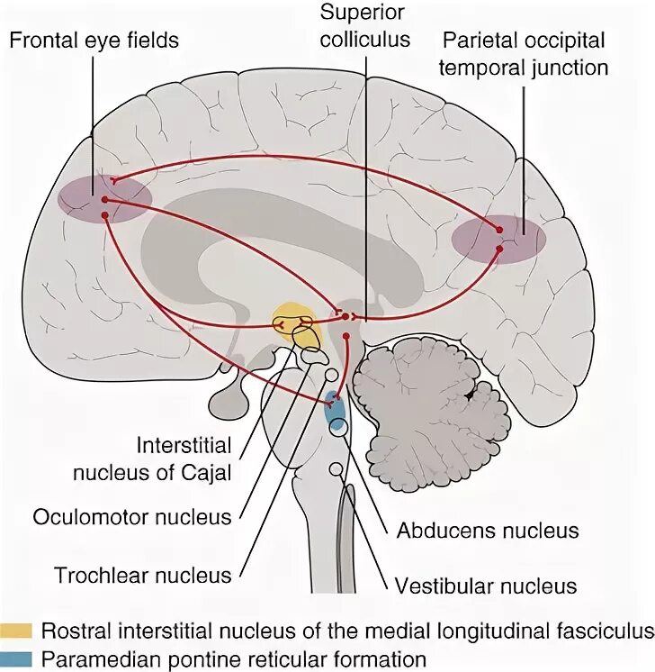 Field eye. Eyes front. Eye field. Mangold vision eye tracking. Cerebrum cerebellum brainstem.