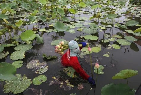 Где растут лотосы