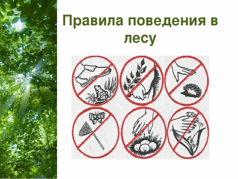 Безопасное поведение в лесу 3 класс. Правила поведения в лесу. правилаьповедения в лесу. правила поведения в дему. правили поведения в лесу.